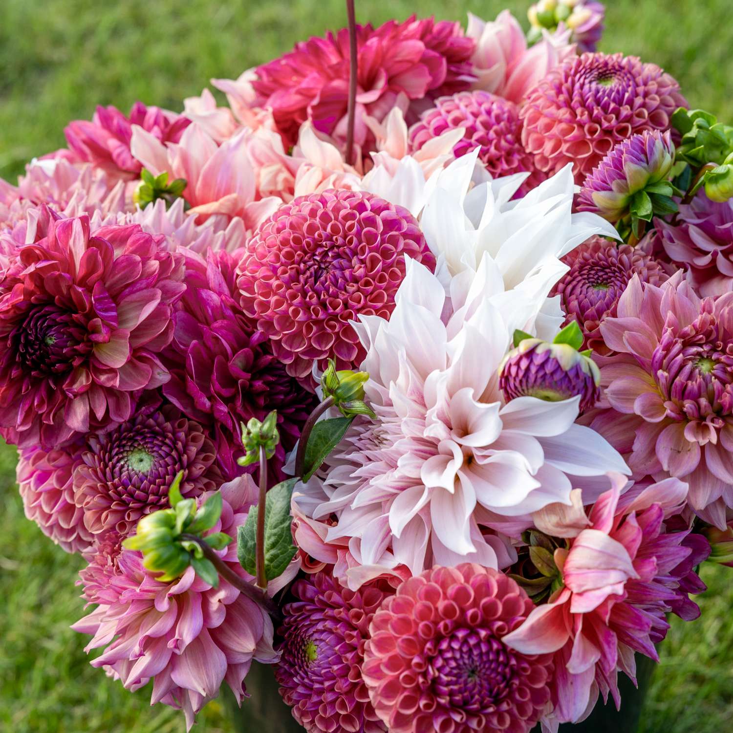 Daaliamix 'Dusty Rose'